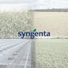 Coverphoto for Group Lead at Syngenta
