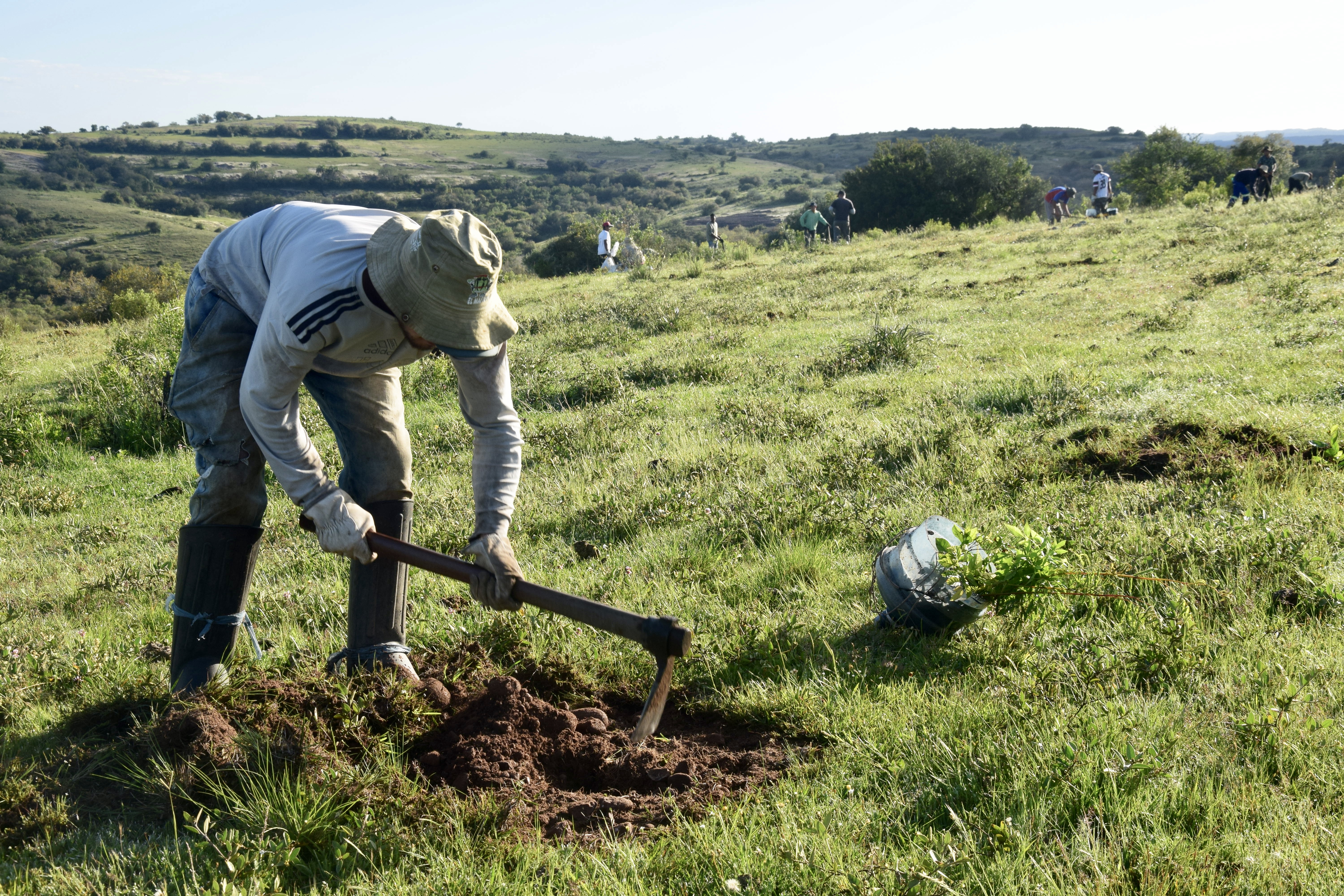 Omslagfoto van The Green Branch