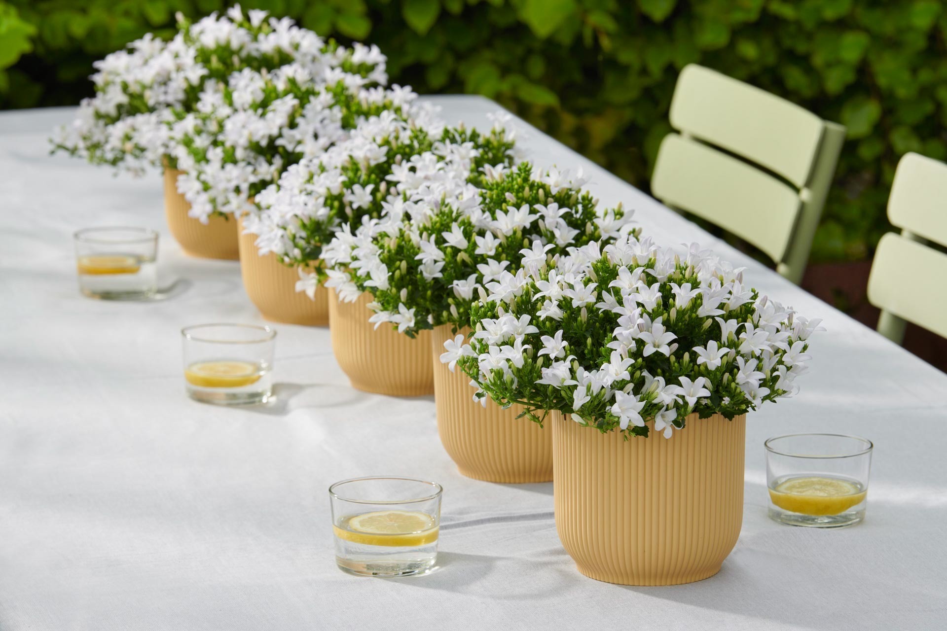 Omslagfoto van Addenda Growers Association