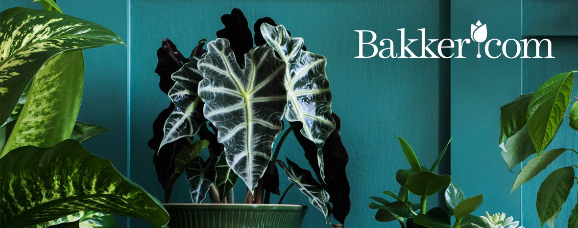 Omslagfoto van Bakker