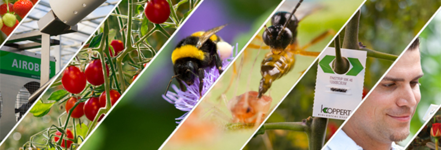 Omslagfoto van Internship Global Marketing bij Koppert