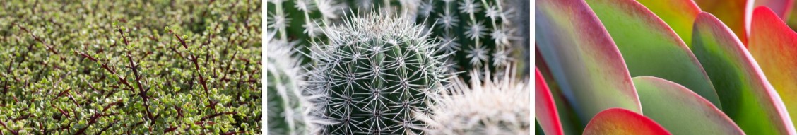 Omslagfoto van Ubink Cactus & Succulent