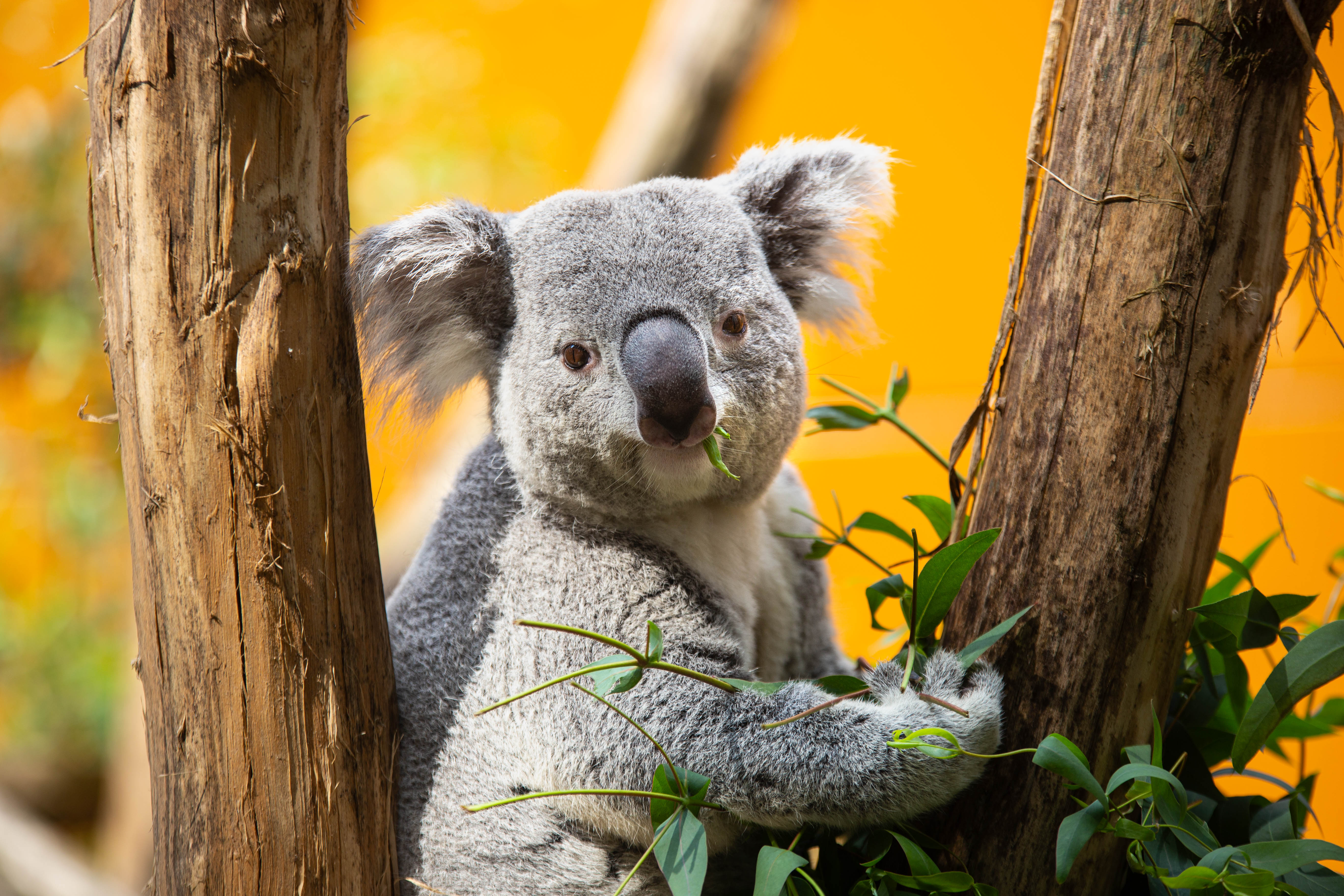 Ouwehands Dierenpark's cover photo