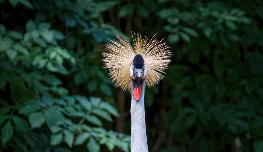 Vogelpark Avifauna's cover photo