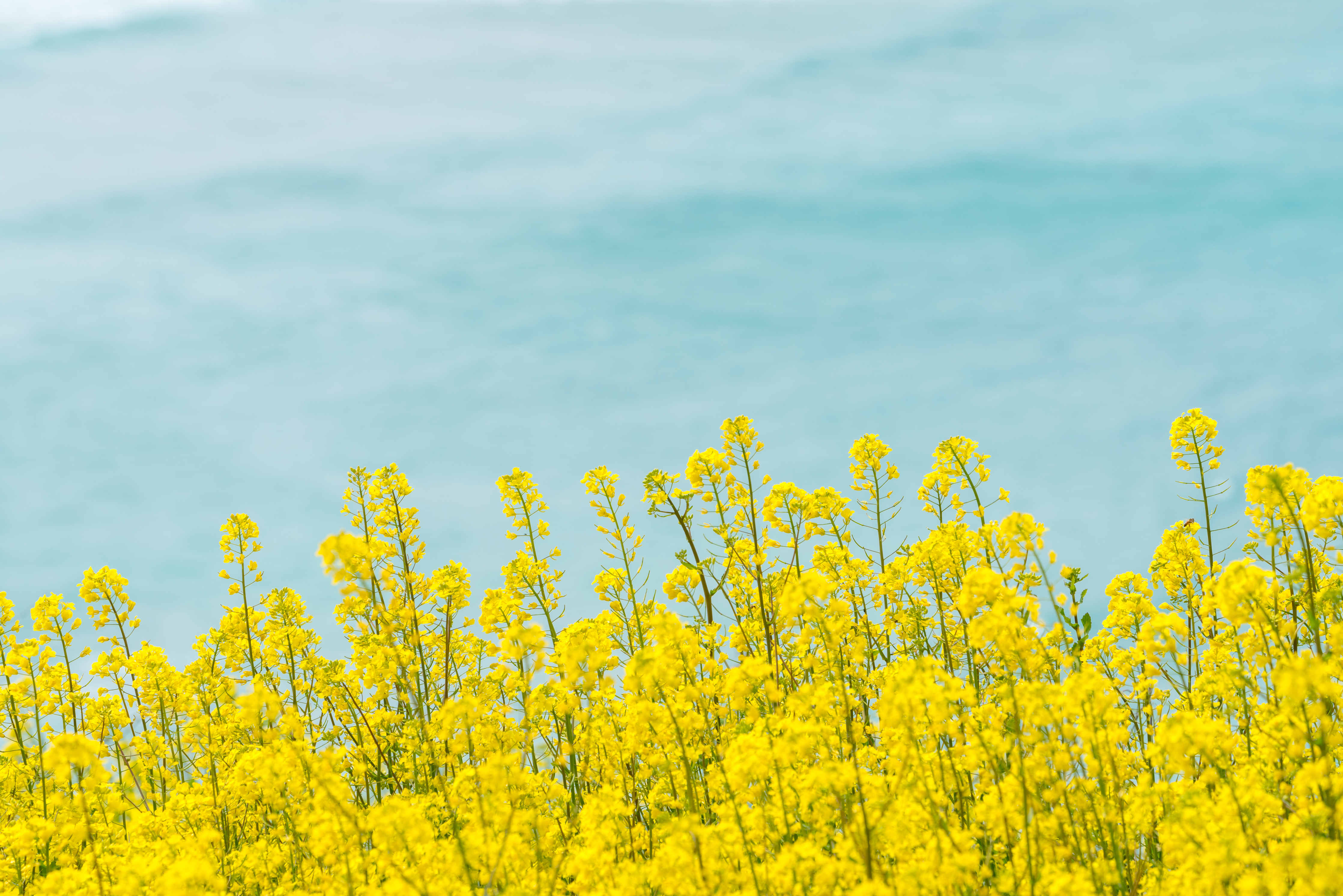 Upfield's cover photo