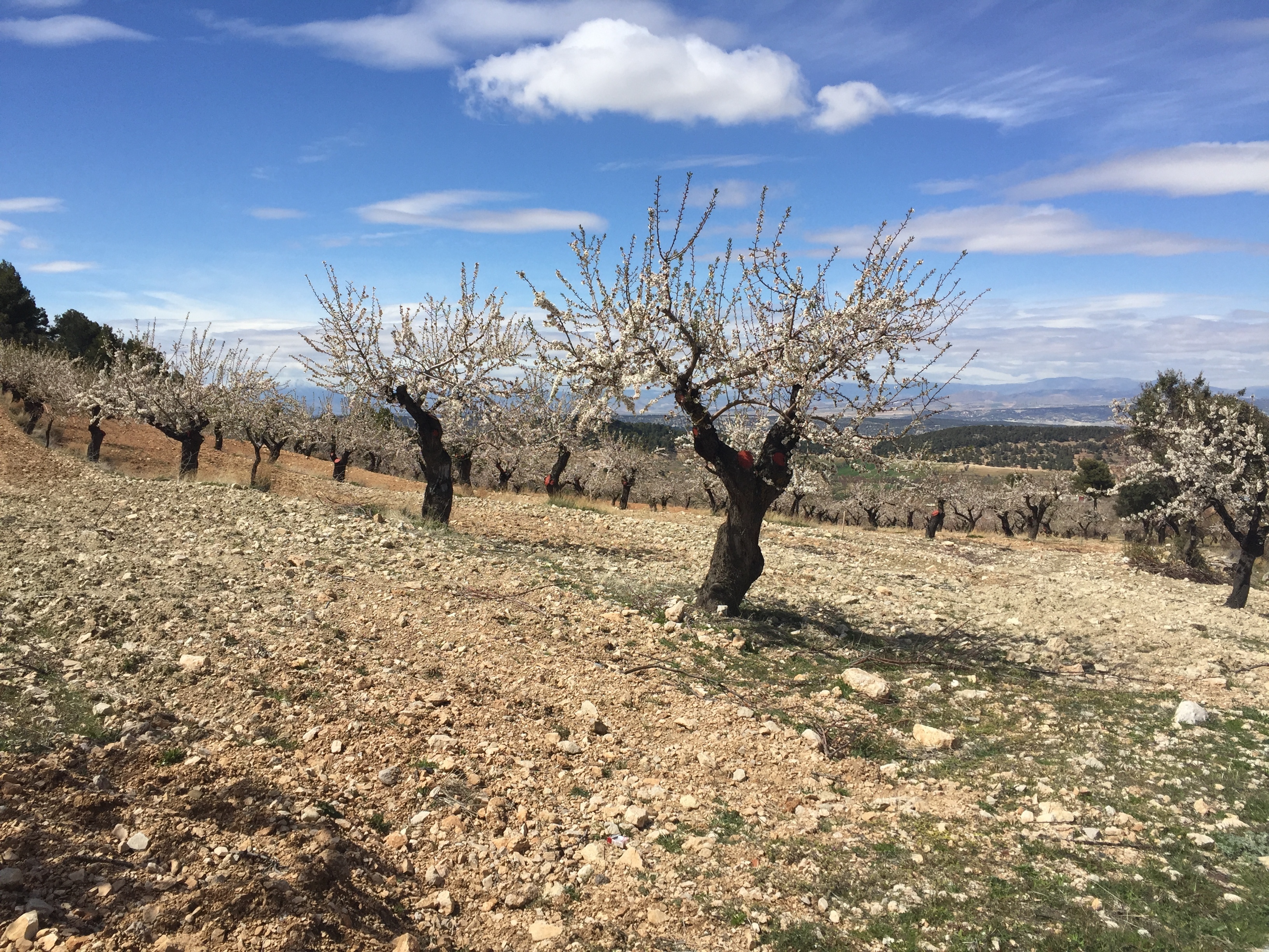 Omslagfoto van Commonland