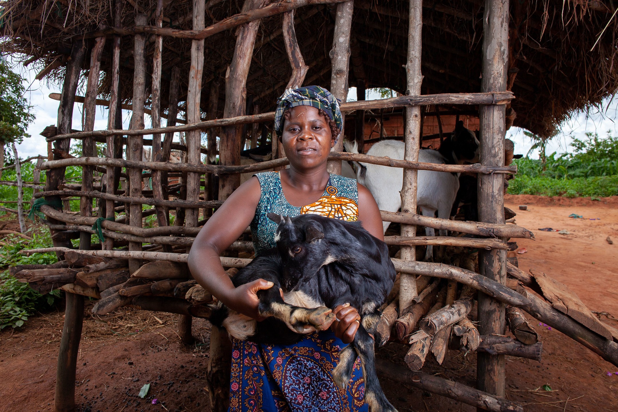 Dierenartsen Zonder Grenzen's cover photo