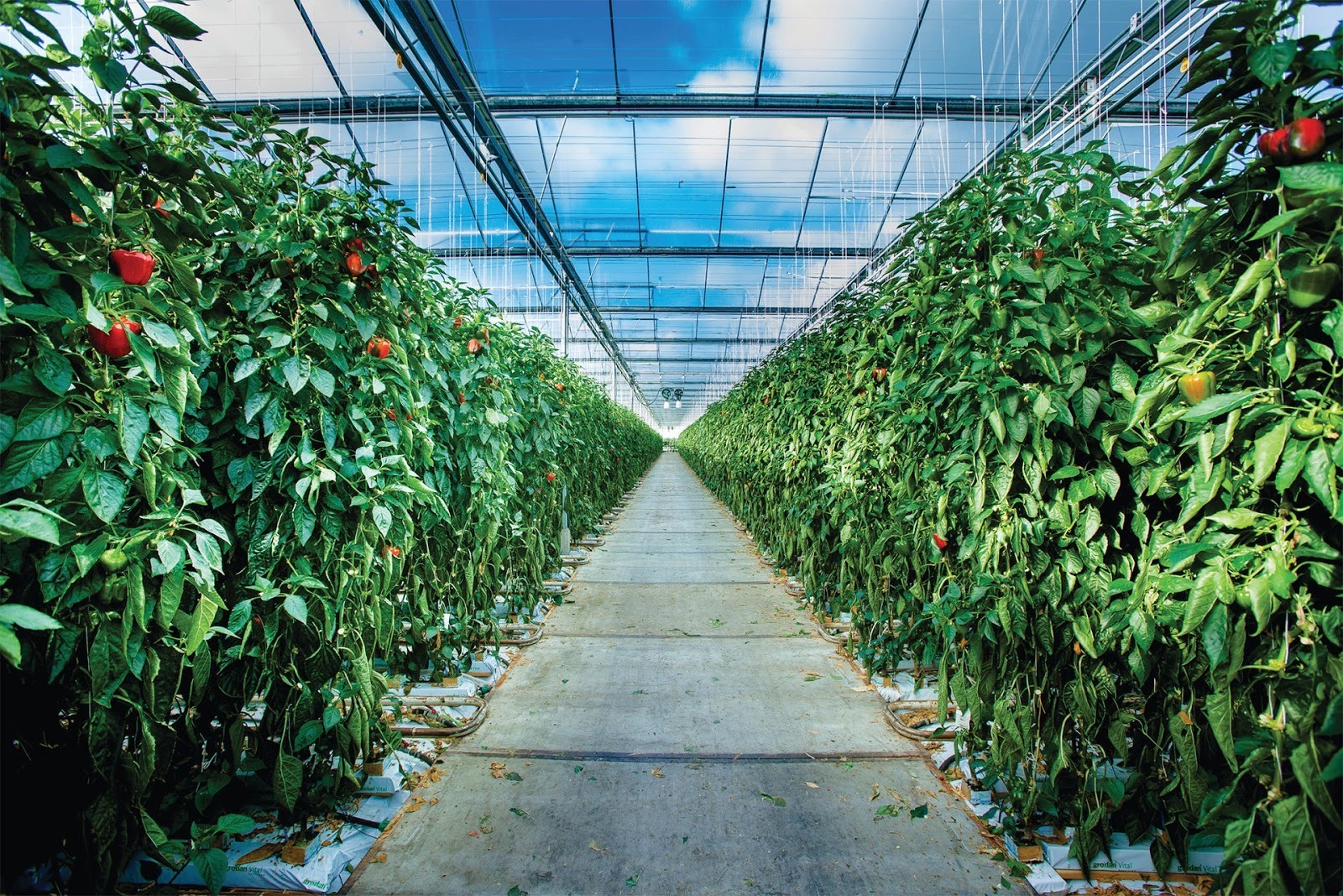 Coverphoto for Data Engineer at Source.ag