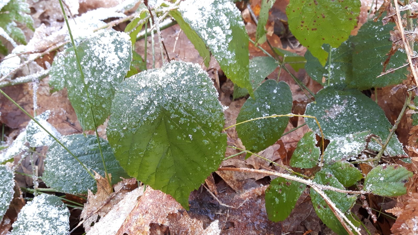 Gemeente Berg en Dal's cover photo