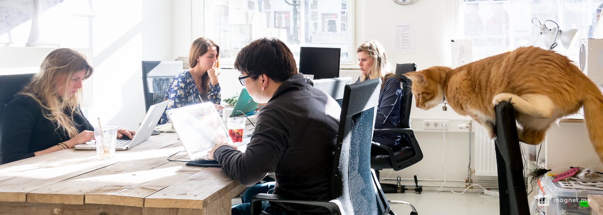 Poopy Cat's cover photo