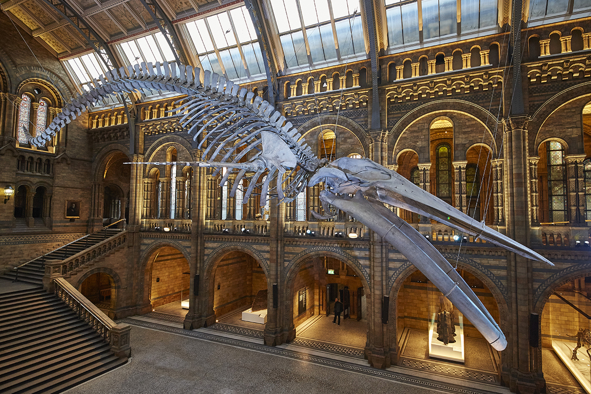 Omslagfoto van Natural History Museum